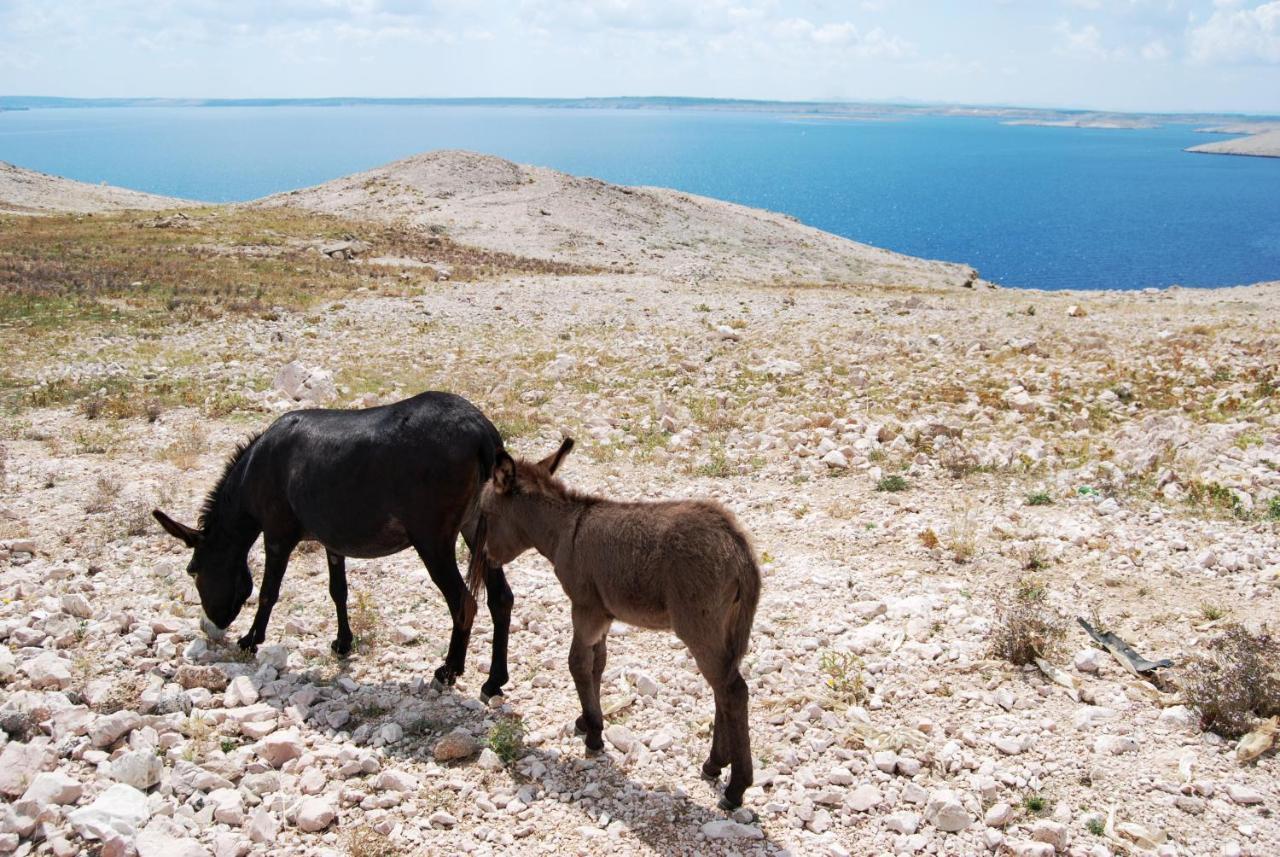 Galapagus Privat Beach & Boat Dock Daire Metajna Dış mekan fotoğraf